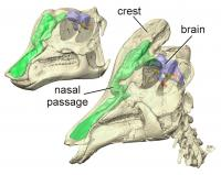 Illustration for article titled Crested Dinosaurs Had Brains Designed for Talking